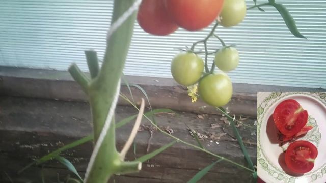 Обзор томатов.  Барух F1