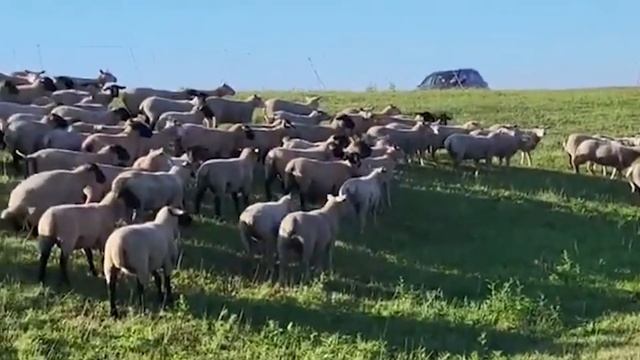 Шароле овцы в России! Разведение овец, как бизнес! Где купить овец в России и СНГ? Овцеводство! смотреть онлайн