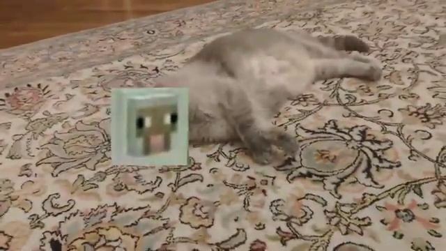 Кот Чикибамбони! смотреть онлайн