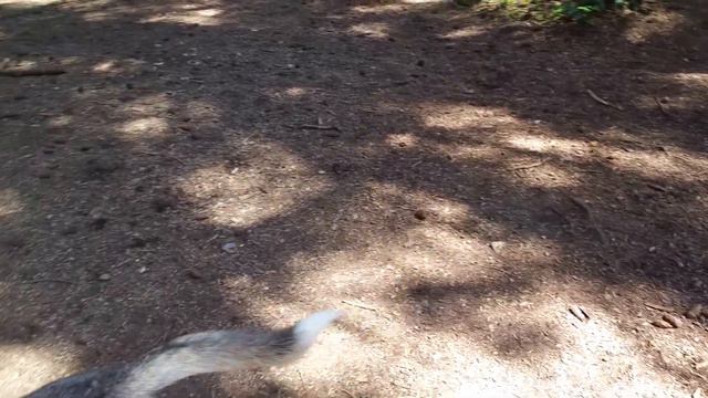Хаски и Корги в лесу смотреть онлайн