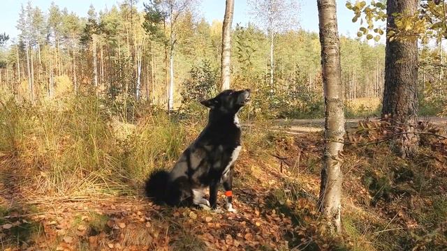 В лесу гуляем с собакой смотреть онлайн