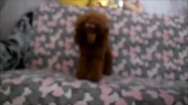Во что поиграть с собакой?Игры с собакой дома.Олеся / Луна . смотреть онлайн