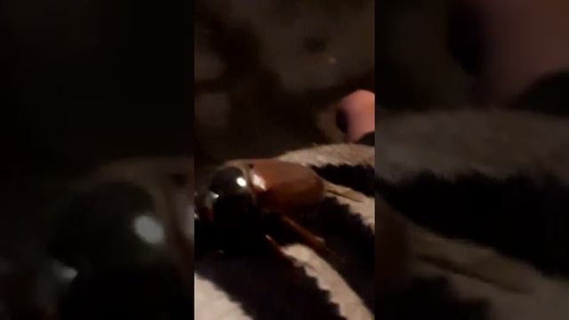 Маски-шоу в мае майский жук начинается у майского жука полет серия195 смотреть онлайн