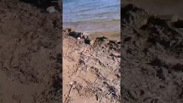 Мертвая рыба на озере Кенон Чита смотреть онлайн