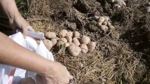 Картофель под мульчей. Урожай картофеля, посаженного 3-мя способами.