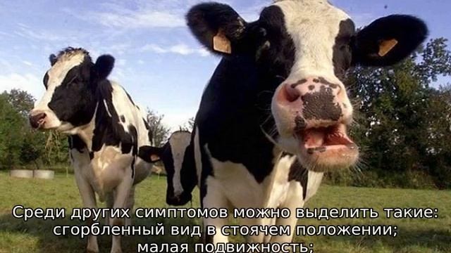 Нет жвачки у коровы: что делать смотреть онлайн