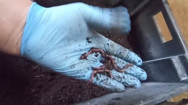 Как убрать влажность в ящике с червём. Способ 1. смотреть онлайн