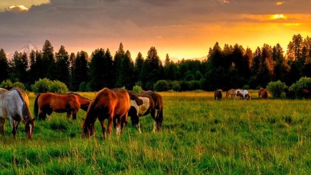 Про стадо лошадей смотреть онлайн