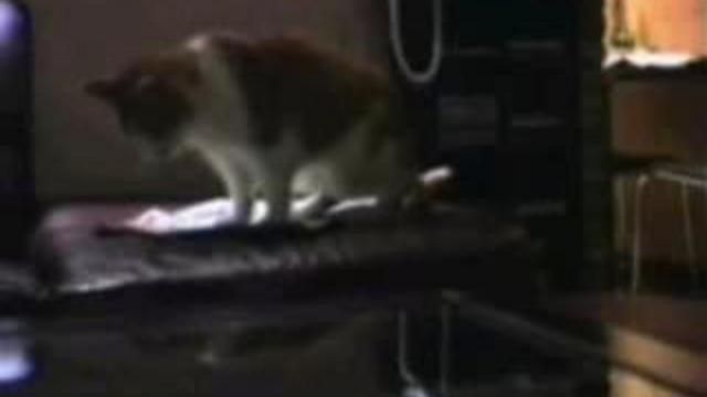 Говорящие кошки.wmv смотреть онлайн