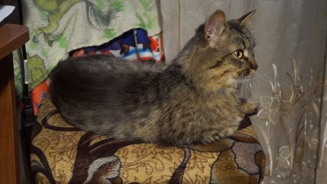 Рукодельно-вышивальная (и не только) декада #21, 2020/Декабрь/Вязание игрушек/Вышивка/Болталка смотреть онлайн