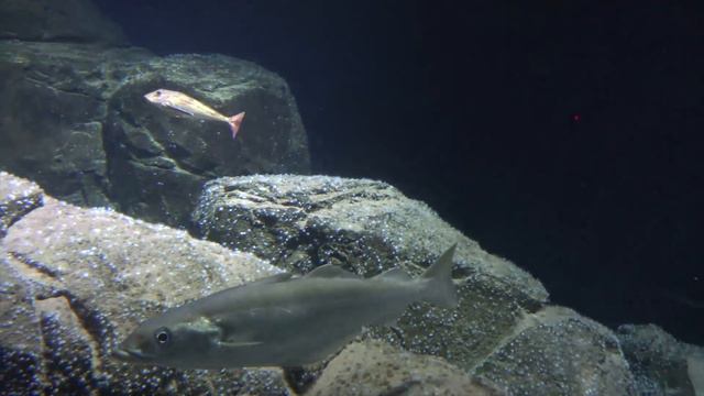 Diergaarde Blijdorp Rotterdam Zoo смотреть онлайн