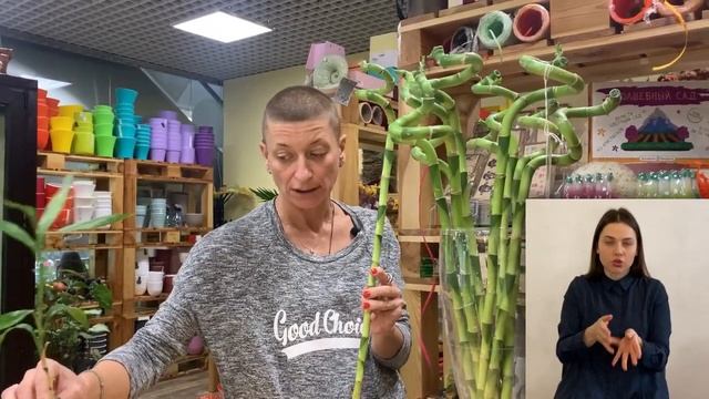 Лаки бамбук - это НЕ бамбук { СУРДОПЕРЕВОД } Что же это такое? Давайте разбираться вместе смотреть онлайн