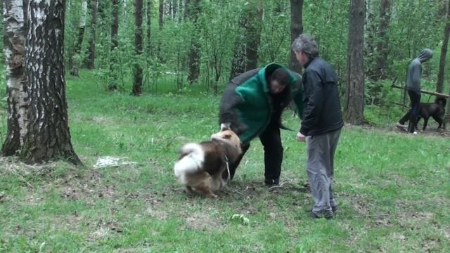Чау-чау - занятие по защите смотреть онлайн