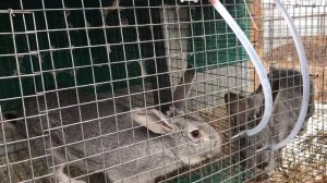 Кролики в ЛПХ Фроловых - до какого возраста я держу кроликов