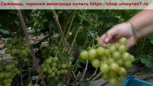 3 августа срезаем на рынок виноград Колобок- ультраранний, с мускатом, устойчвый к грибкам.