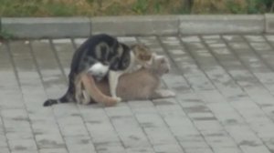 весна . коты орут и дерутся . брачные игры кошек (призывная песня) кот зовет кошку