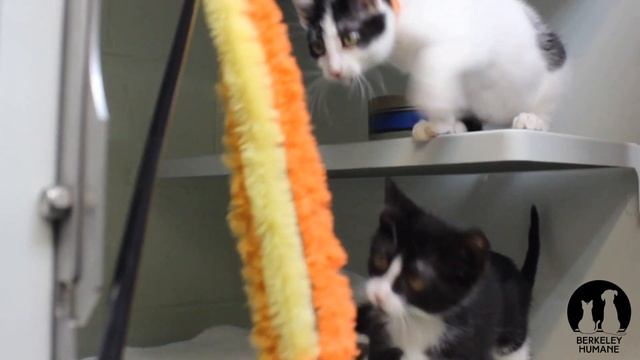 Loading Cute Kitten Play Time - featuring Java, Linux, Python смотреть онлайн