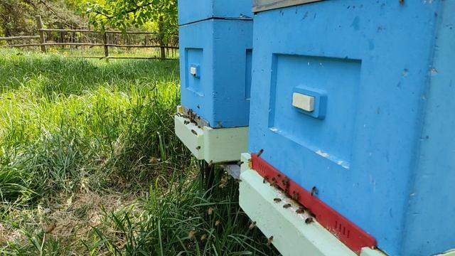 ДЕЛАЮ САМЫЙ ПРОСТОЙ, ДЕШЁВЫЙ И "не" НАДЁЖНЫЙ ЗАБОР ДЛЯ ХУТОРА. ПРИРУЧАЮ БЕЛОЧЕК. ПЧЁЛКИ РАДУЮТ. смотреть онлайн