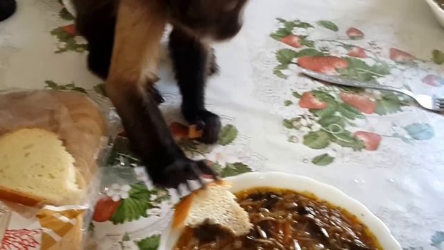 Пробуем бабушкин грибной суп. смотреть онлайн