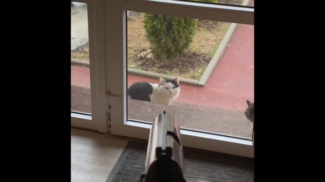 Ни одно животное не пострадало, прогонял кота который писает на лестнице смотреть онлайн