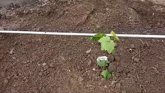 Посадка саженца винограда с контейнера. смотреть онлайн