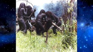 ПЛЕМЕНА КАННИБАЛЫ