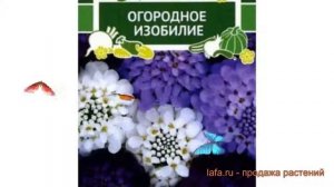 Иберис зонтичный Зонтичный Коллаж ? обзор: как сажать, семена ибериса Зонтичный Коллаж
