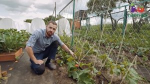 Формирование огурцов в открытом грунте