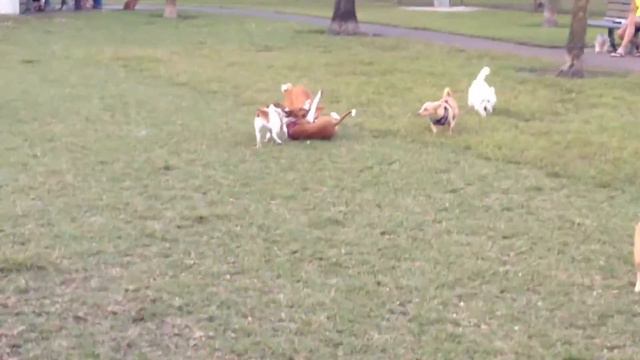 Basenji 500 and basenjis at play смотреть онлайн
