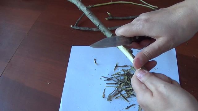 Заготавливаем кору осины. смотреть онлайн