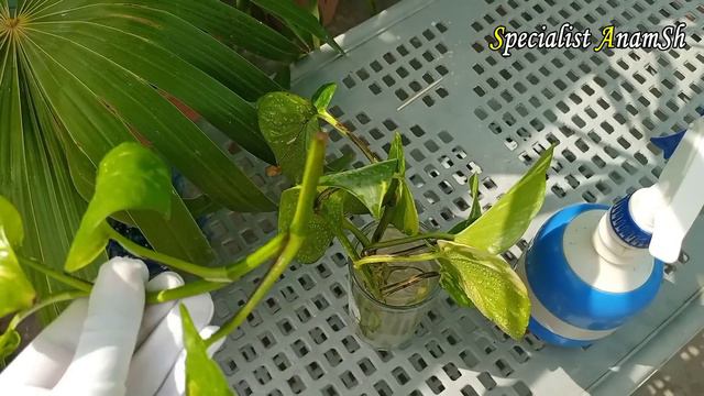 Money Plant Growing Fast - Money Plants Cutting - Money Plants Ko Grow Karne Ka Asan Tarika смотреть онлайн
