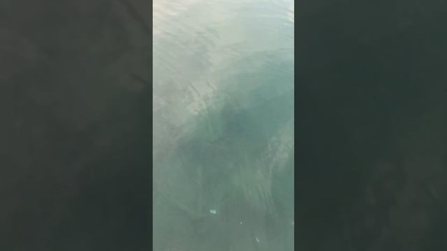 Любимцы на Камеру