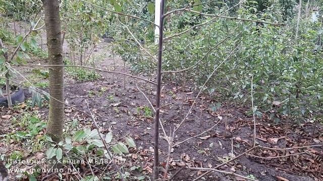 Обрезка кустовидной вишни 3-х лет