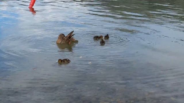 Мы тут покушать пришли. Есть что? смотреть онлайн