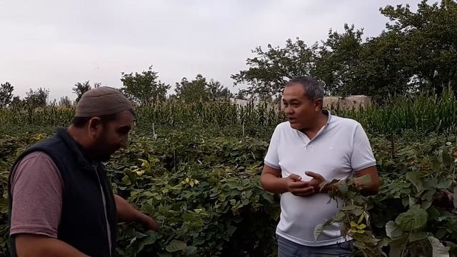 Фаргона тумани Водил кишлоги Рустам акани малина зорида суспензияларимизи самарасини исботи смотреть онлайн