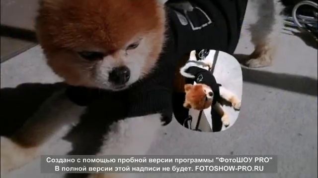Смешные фото про животных смотреть онлайн