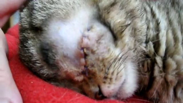 MVI 1352 Котёнок Веня едет домой после удаления глаза смотреть онлайн