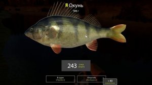 Где ловить спиннингом на Вьюнке • Русская рыбалка 4 • Гайд для новичка