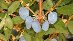 Какие сорта жимолости самые крупноплодные и вкусные