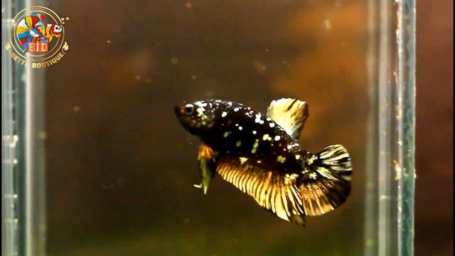 Black Gold male - Size M - Black Perl Blood Line - Betta Boutique смотреть онлайн