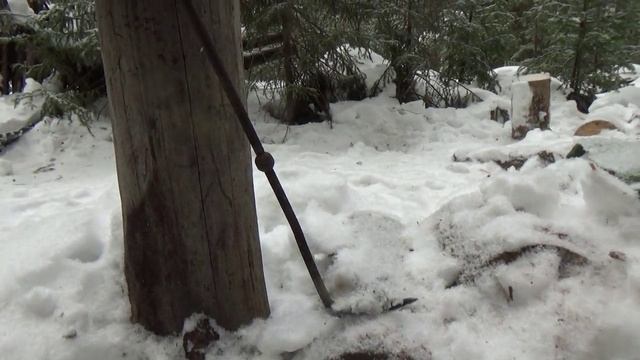 Лес полный неожиданностей. 2 часть. смотреть онлайн