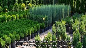 Туя — посадка и уход в открытом грунте весной