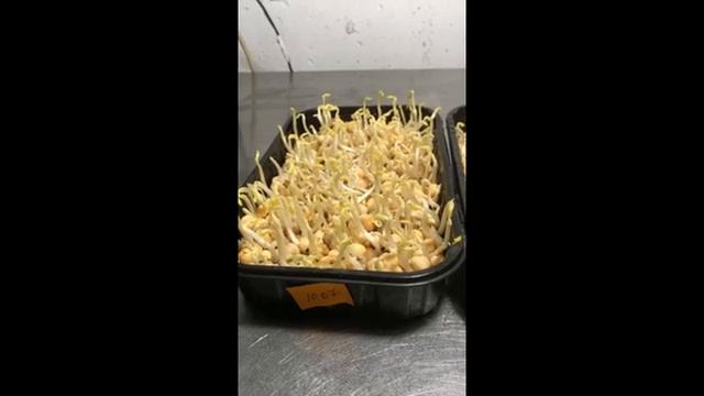 Микрозелень гороха. Вермигрунт. #shorts смотреть онлайн