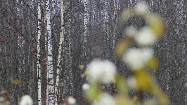 Canon 70D -- видеосъемка, АФ прикосновением смотреть онлайн