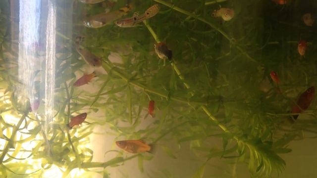 Гуппи кобра собственной селекции смотреть онлайн