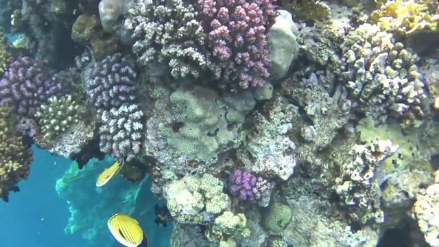 Красное море, Египет, Шарм-эль-Шейх смотреть онлайн