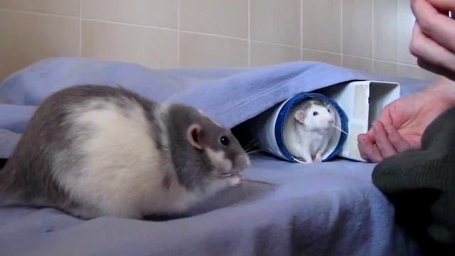 Голодные травоядные звери смотреть онлайн