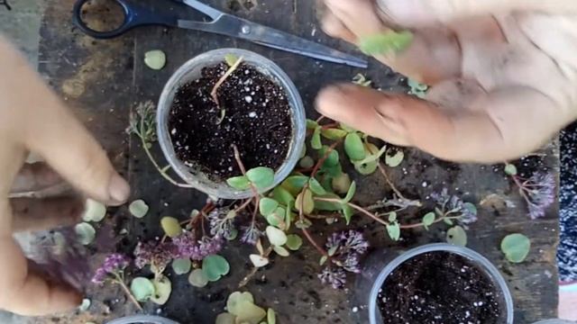 Саджаємо очиток Зібольда смотреть онлайн