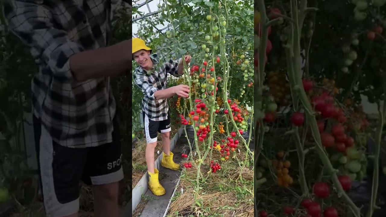 Приглашаю на наш ХОЗДВОР в деревне Деревенские будни Молодого фермера Кирилла