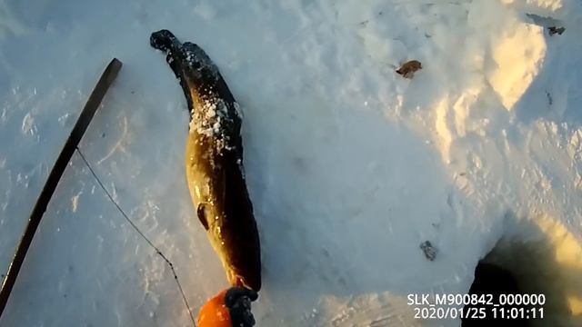 Хороший улов 25 01 2020 смотреть онлайн